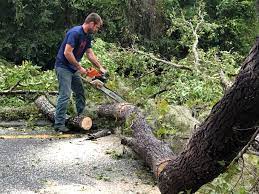 Best Emergency Tree Removal  in Lemon Grove, CA