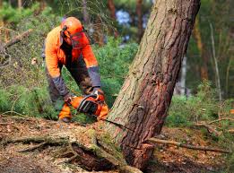 Best Tree Preservation Services  in Lemon Grove, CA