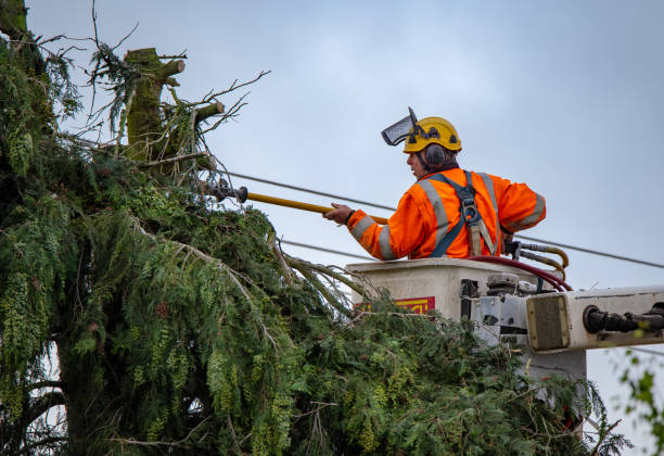 Best Tree Trimming and Pruning  in Lemon Grove, CA