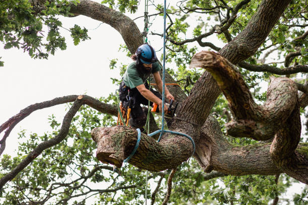 Reliable Lemon Grove, CA Tree Services Solutions