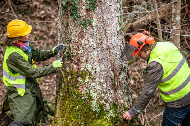 Best Tree Health Inspection  in Lemon Grove, CA