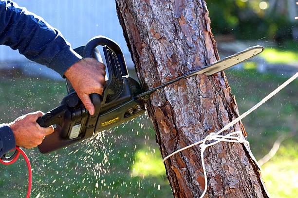 How Our Tree Care Process Works  in  Lemon Grove, CA