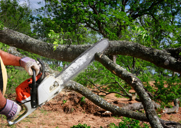 Best Tree Disease Treatment  in Lemon Grove, CA