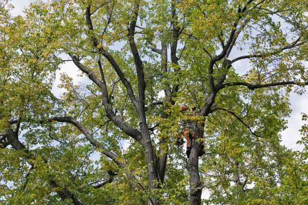 Best Fruit Tree Pruning  in Lemon Grove, CA